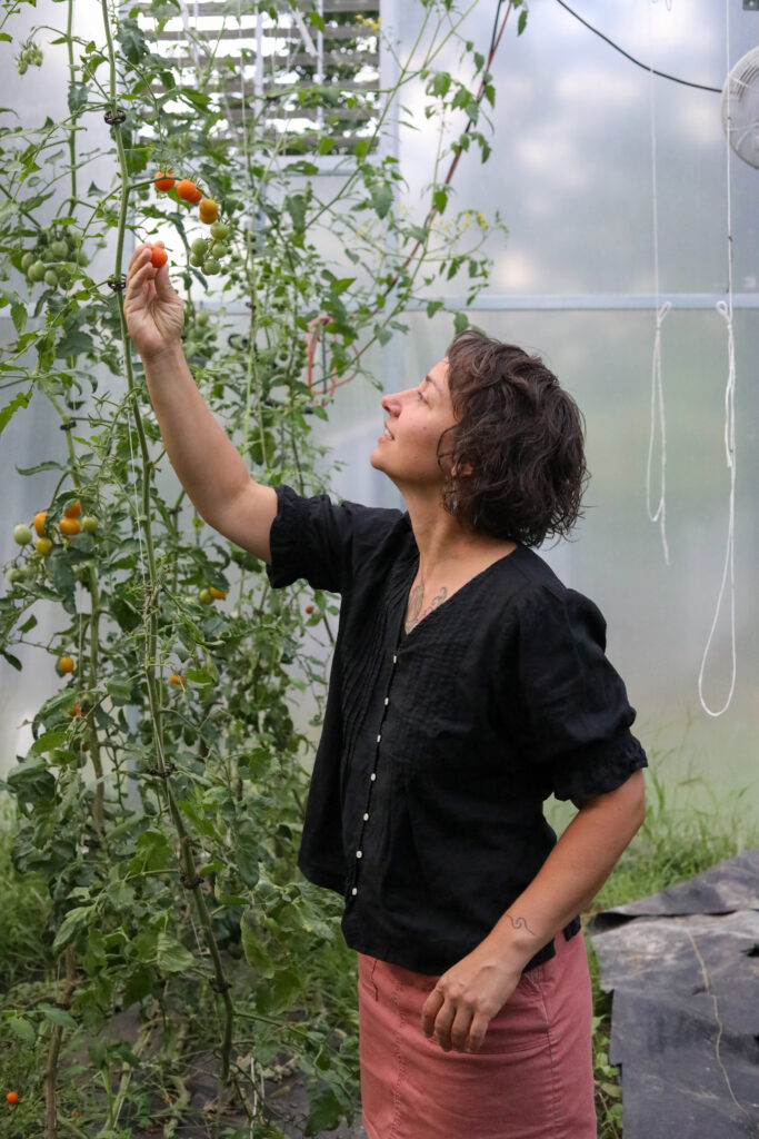 female farmer reaching for trellised tomato in a high tunnel