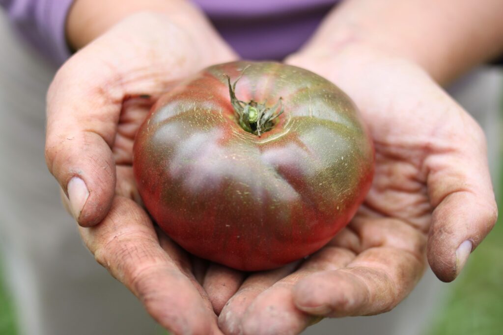 farm working hands holding a large heirloom tomato